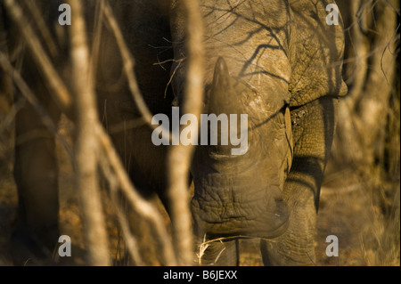 L'état sauvage des animaux Rhino rhinocéros blanc du sud (Ceratotherium simum-Afrique Afrique du Sud bush bush afrika mammifères bouche portrait Banque D'Images