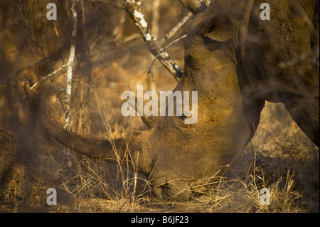 L'état sauvage des animaux Rhino rhinocéros blanc du sud (Ceratotherium simum-Afrique Afrique du Sud l'utilisation des mammifères marins bush Big Horn Banque D'Images