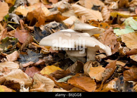 Agaric Clitocybe nebularis assombri champignons poussant dans la litière de hêtre sur le marbre Banque D'Images