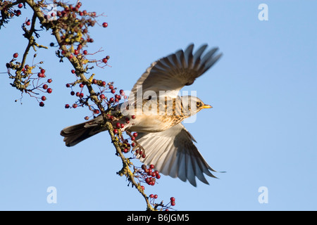 En vol f Turdus Fieldfare Banque D'Images