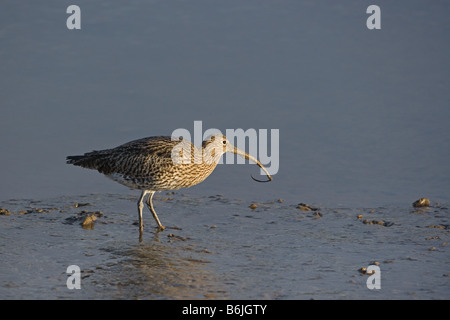 Curlew Numenius arquata feeding in tidal creek Banque D'Images