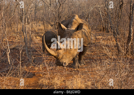 L'état sauvage des animaux Rhino rhinocéros blanc du sud (Ceratotherium simum-Afrique Afrique du Sud afrika mammifère bush bush l'utilisation des Big Horn Banque D'Images