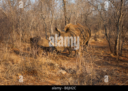 L'état sauvage des animaux Rhino rhinocéros blanc du sud (Ceratotherium simum-Afrique Afrique du Sud afrika mammifère bush bush camouflage Banque D'Images