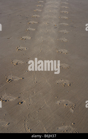 Phoque gris Halichoerus grypus Pistes sur la plage de reproduction Banque D'Images