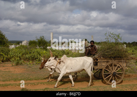 Tombeau Antandroy. Des tombes décorées habituellement avec 'aloalo'. Zone de forêt épineuse. MADAGASCAR Banque D'Images