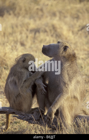 L'Afrique, Zimbabwe, Hwange NP. Savane jaune babouins (Papio cynocephalus) toilettage Banque D'Images
