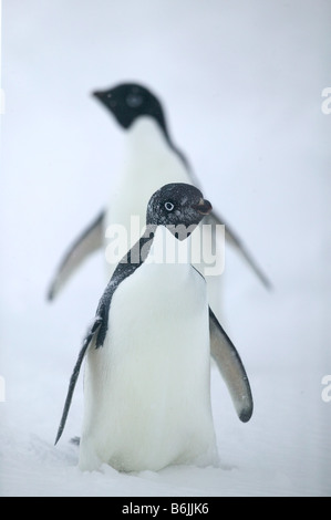 Arctowski Gare pendant une tempête de neige de printemps. Juste à côté d'une grande colonie de manchots adélies, de l'Antarctique Nord Banque D'Images