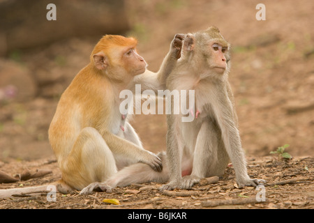 Macaque à longue queue (Macaca fascicularis) macaques à longue queue vivent dans des mâle/femelle multi-groupes. Banque D'Images