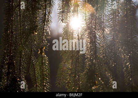 Soleil d'hiver d'eau à travers les branches d'un arbre à feuilles persistantes à Salzbourg, Autriche. Banque D'Images