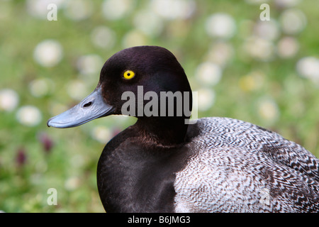 Homme Petit Fuligule, Aythya affinis Banque D'Images