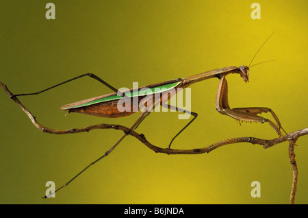 Michigan, Rochester Hills. Praying Mantis on Twig trouvés dans le jardin (Mantis religiosa). Banque D'Images