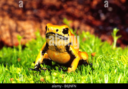 Poison Frog Splash de secours, Dendrobates galactonus, originaire du nord de l'Amérique du Sud Banque D'Images