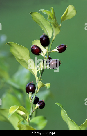 Boîte de Noël, Doux fort (Sarcococca humilis), branche avec fruits Banque D'Images