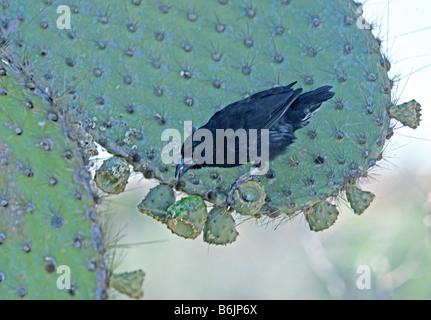 L'Amérique du Sud, l'Équateur, l'océan Pacifique, les îles Galapagos. Cactus commun mâle Finch (Geospiza scandens). Banque D'Images