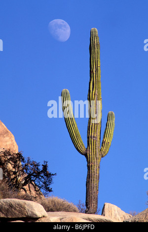 Mexique, Baja del Norte, Désert Catavina réserve nationale. Saguaro cactus Banque D'Images