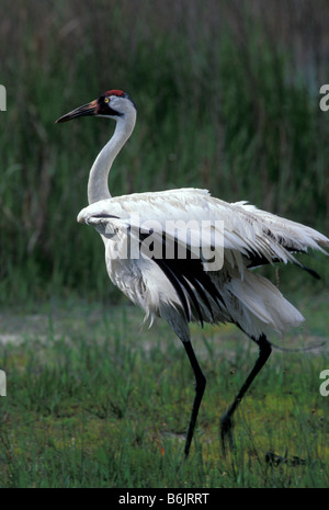 Amérique du Nord, Etats-Unis, Floride, Floride centrale. Grue Blanche humide (Grus americana) après le bain (espèce menacée) Banque D'Images