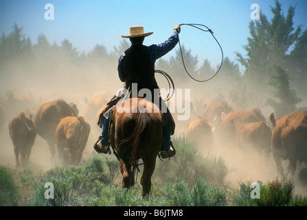 Cowboy sur cheval avec lasso bovins conduite par le centre de l'Oregon. (MR) Banque D'Images