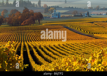 USA (Oregon), la lumière du matin sur les feuilles d'automne de l'Stoller Vineyards, près de Dundee en Oregon's Willamette Valley. Banque D'Images