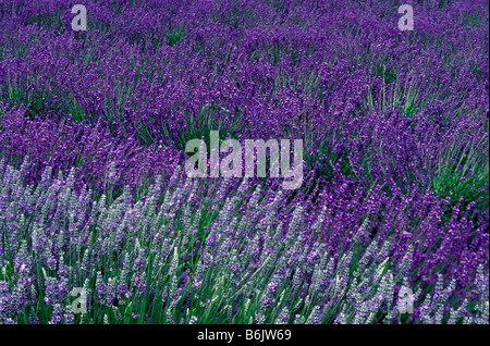USA, l'État de Washington, la péninsule Olympique, Sequim. Champs de lavande en été. Banque D'Images