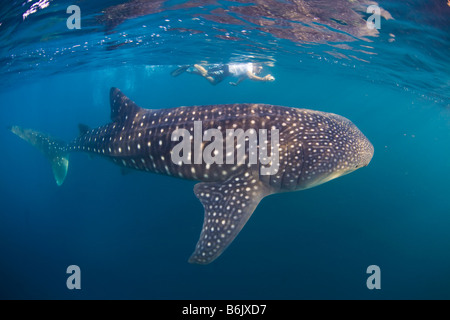 Djibouti, Golfe de Tadjoura. Un requin-baleine (Rhincodon typus) nage près de la surface accompagné d'un plongeur. Banque D'Images