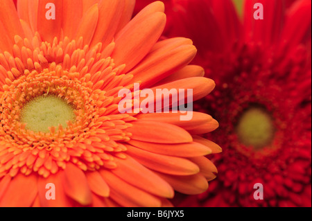 Deux gerberas sur fond blanc gros plan Banque D'Images