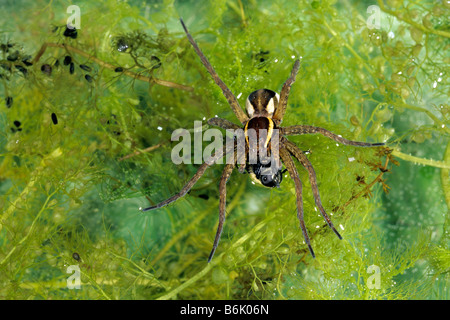 Raft, Fimbriate araignée araignée Dolomedes fimbriatus (pêche) la chasse sur la surface de l'eau Banque D'Images