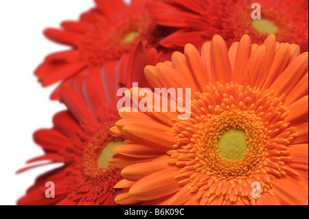 Trois gerberas sur fond blanc gros plan Banque D'Images