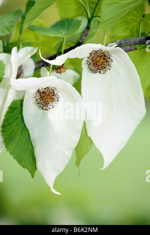 Dove Tree (Davidia involucrata). Grappe de fleurs aux bractées blanc Banque D'Images