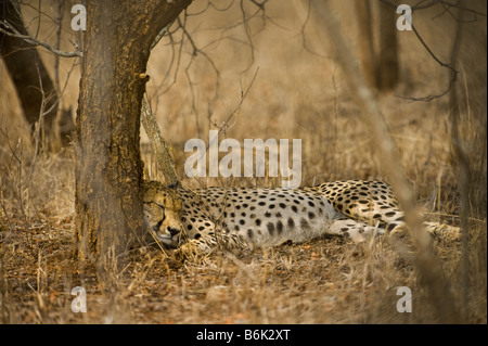 L'état sauvage des animaux guépard guépard Acinonyx jubatus jeter couché à l'ombre parfaitement mâle camouflage camouflée bushland bush savannah di Banque D'Images