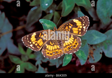 Damier argenté Chlosyne nycteis Magazine Montage State Park California United States 30 juin Nymphalinae Adultes Banque D'Images