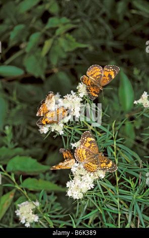 Damier argenté Chlosyne nycteis Magazine Montage State Park California United States 30 juin Nymphalinae Adultes Banque D'Images