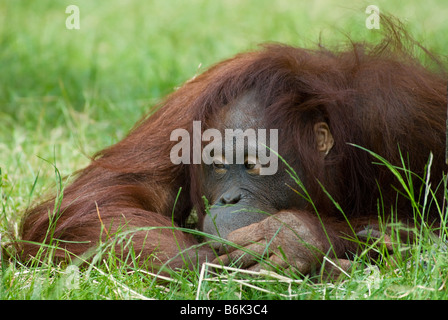 Les jeunes orang-outan dans l'herbe Banque D'Images