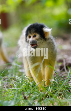 Cute singe écureuil Saimiri sous-famille des saimiriinae Banque D'Images