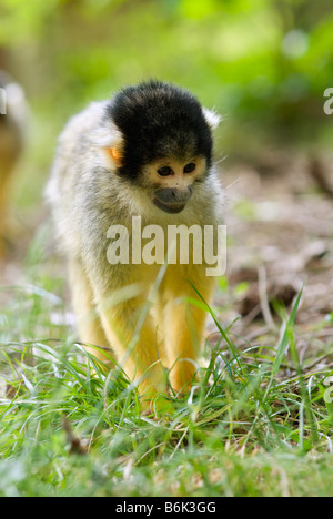 Cute singe écureuil Saimiri sous-famille des saimiriinae Banque D'Images