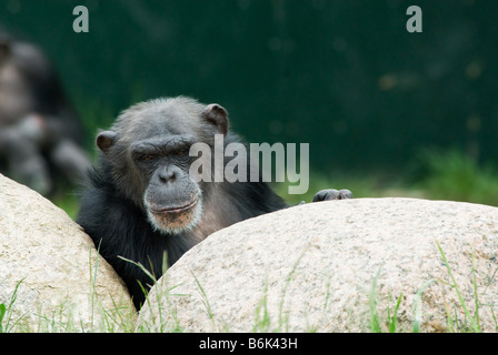 Close up of a cute chimpanzé Pan troglodytes Banque D'Images