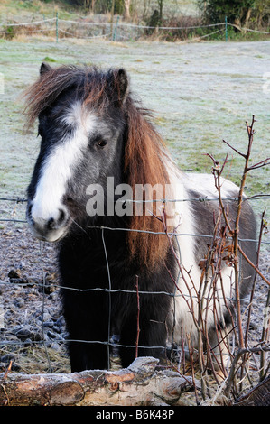 Poney noir et blanc Banque D'Images