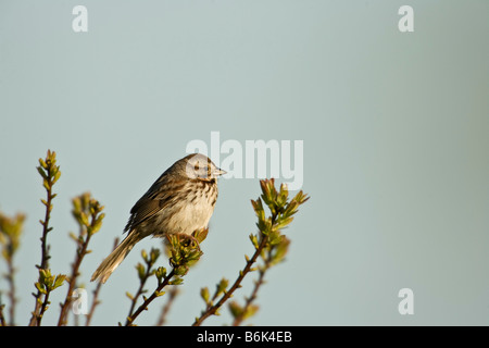 Bruant chanteur (Melospiza melodia) Banque D'Images