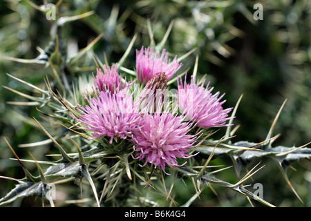 CARDUUS CARLINOIDES CHARDON PYRÉNÉENNE AU-DESSUS DE ESPINAMA PICOS DE EUROPA ESPANA Banque D'Images