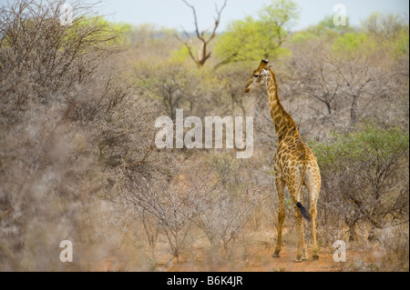 Wild girafe Giraffa camelopardalis girafe dans le sud de l'Afrique du Sud l'acacia-afrique manger ambiance paysag portrait Banque D'Images