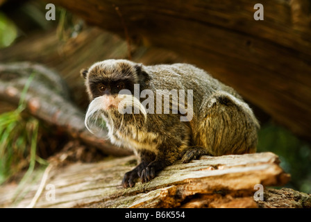 Mignon tamarin empereur Saguinus imperator Banque D'Images