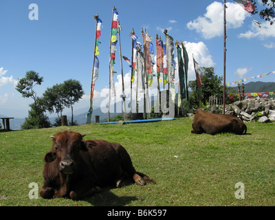 Les vaches et les drapeaux de prières au couvent de Nagi Gompa, Shivapuri, vallée de Katmandou, Népal, Himalaya, Bagmati, l'Asie centrale Banque D'Images