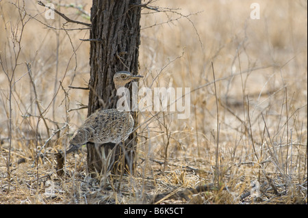 L'état sauvage des animaux à crête rouge red crested korhaan parfaitement camouflé le bush bush déguisé déguisement hidden masquer savannah Sud Banque D'Images