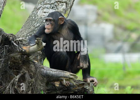 Close up of a cute chimpanzé Pan troglodytes Banque D'Images