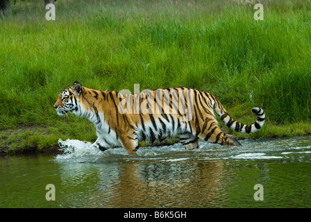 Tigre tigre de Sibérie Panthera tigris altaica dans l'eau Banque D'Images