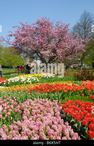 Beau jardin de fleurs colorées au printemps Keukenhof aux Pays-Bas Banque D'Images