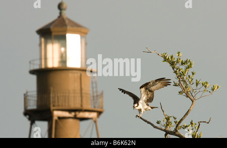 Un balbuzard atterrit près de son nid pour prendre une pause de la pêche le long des côtes de l'île de Sanibel, la Floride. Banque D'Images