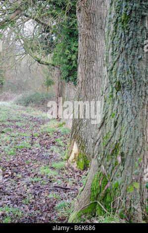 Rangée d'arbres en hiver Banque D'Images