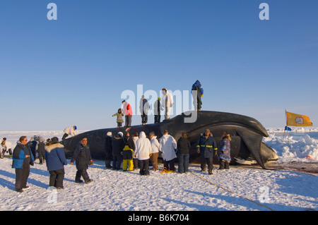 Les baleiniers de subsistance Inupiaq butcher une baleine boréale Balaena mysticetus capturées durant la saison de chasse du printemps sur la banquise AK Banque D'Images