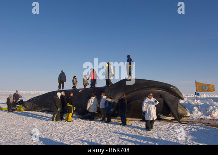 Les baleiniers de subsistance Inupiaq butcher une baleine boréale Balaena mysticetus capturées durant la saison de chasse du printemps sur la banquise AK Banque D'Images