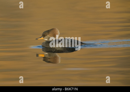 Harle couronné (Lophodytes cucullatus) femmes natation sur le lac avec des arbres réflexion bronze cuivre Banque D'Images